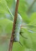 lišaj révový (Motýli), Hippotion celerio (Lepidoptera)